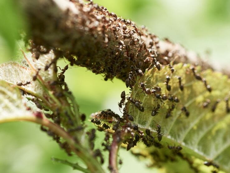 Ameisen an Hortensie