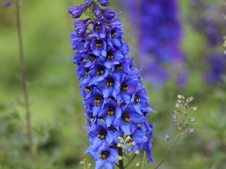Rittersporn | © Shutterstock/Kabar Leuchtend blaue Ritterspornblüte mit dicht stehenden Einzelblüten vor unscharfem, grün-violettem Gartenhintergrund. | © Shutterstock/Kabar
