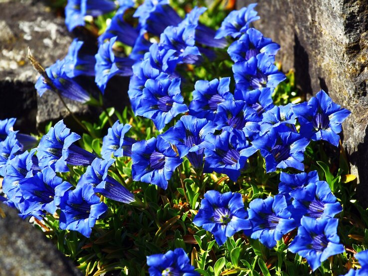 Enzian blau | © Shutterstock/aquatarkus Leuchtend blaue Enzianblüten mit violetten Streifen blühen dicht aneinandergereiht zwischen grobem Felsgestein. | © Shutterstock/aquatarkus