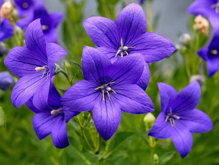 Ballonblume | © Shutterstock/Digitalphaser Fünf leuchtend violette Glockenblumen mit filigranen Adern blühen dicht beieinander vor unscharfem grünen Hintergrund. | © Shutterstock/Digitalphaser