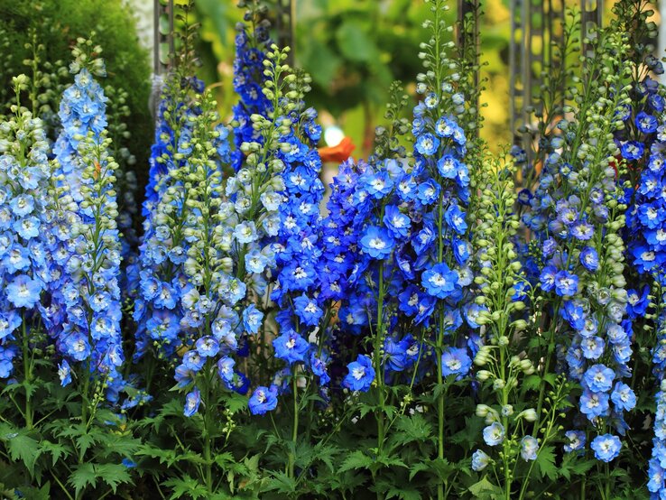 Hohe, dichte Blütenkerzen in leuchtendem Blau und Hellblau blühen üppig zwischen grünen Blättern im sommerlichen Garten.