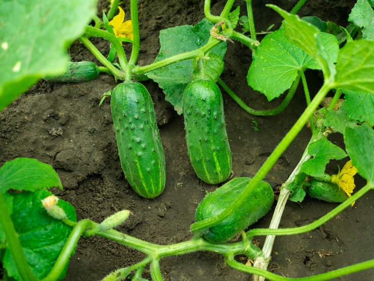 Brennnesseljauche Drei dicke Freilandgurken mit warziger Schale liegen zwischen grünem Laub auf dunkler, feuchter Erde im Garten.