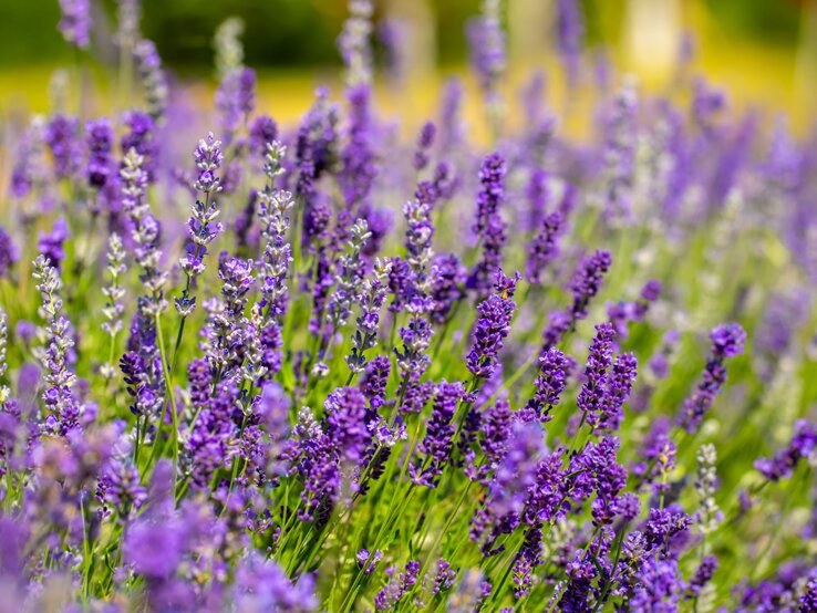 Lavendel düngen Üppig blühender Lavendel mit leuchtend violetten Blütenständen wiegt sich in der Sommersonne vor unscharfem Wiesenhintergrund.