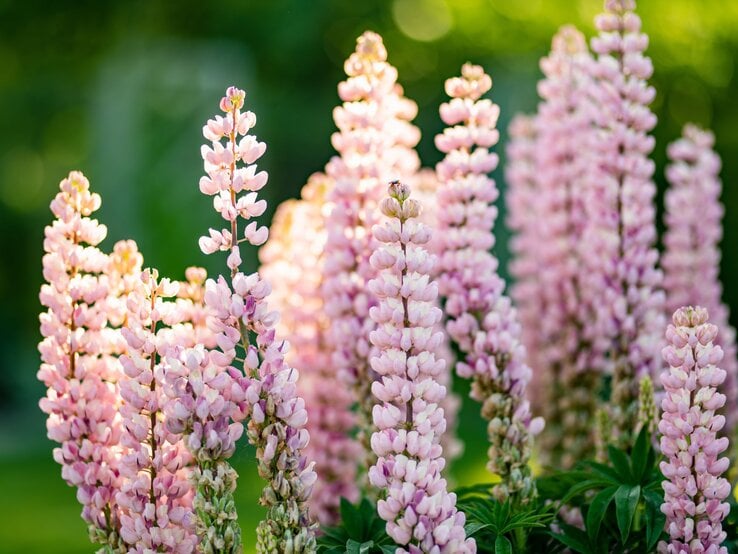 Mehrere rosa Lupinenblüten stehen aufrecht im Sonnenlicht vor unscharfem, grünem Hintergrund im Garten.