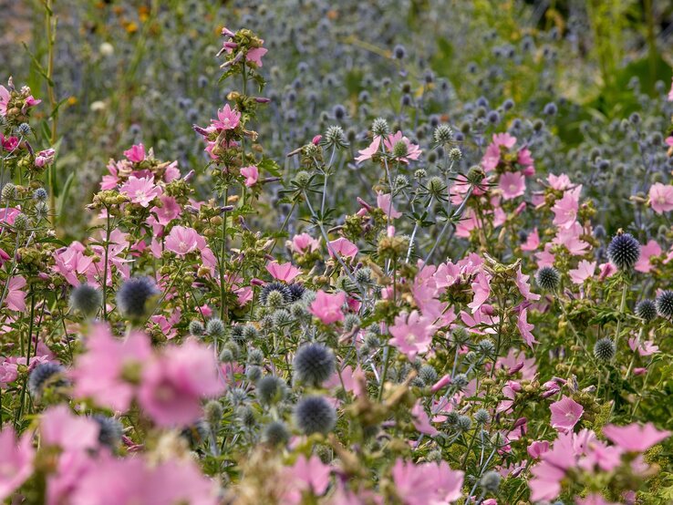 Rosen-Malve | © Shutterstock/Joe Kuis Üppig blühende rosa Rosen-Malven wachsen locker zwischen stacheligen Kugelblüten der Edeldistel in sommerlicher Wildstaudenwiese. | © Shutterstock/Joe Kuis