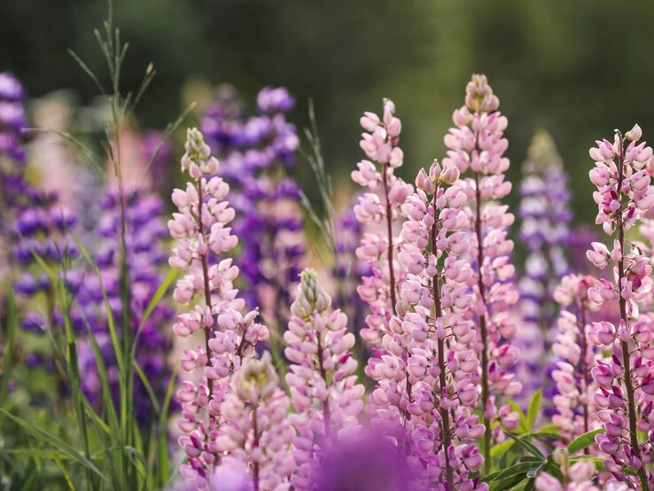 Rosa Lupinen | © Shutterstock/PhotoJuli86 Rosa und violette Lupinenblüten stehen dicht beieinander in einer blühenden Sommerwiese vor unscharfem grünem Hintergrund. | © Shutterstock/PhotoJuli86