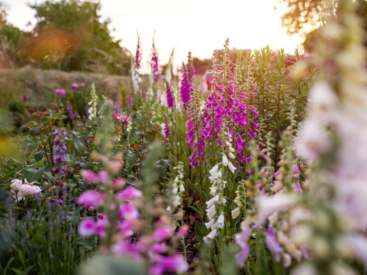 Fingerhut rosa weiß | © Shutterstock/Mariia Boiko Fingerhüte in Rosa, Weiß und Purpur blühen dicht an dicht in einem romantischen Staudenbeet bei warmem Abendlicht. | © Shutterstock/Mariia Boiko