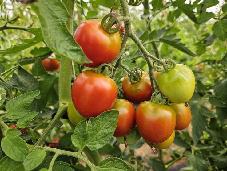 Reife und halbreife Tomaten hängen in dichten Trauben an grünen Stängeln zwischen kräftigem Laub im Gemüsegarten.