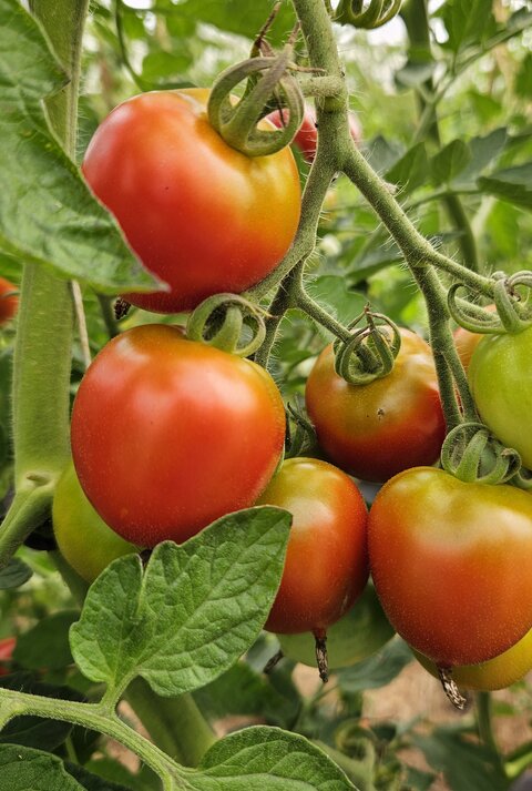Reife und halbreife Tomaten hängen in dichten Trauben an grünen Stängeln zwischen kräftigem Laub im Gemüsegarten.