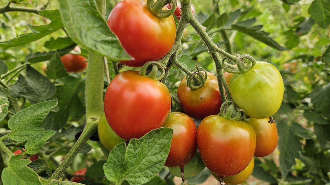Reife und halbreife Tomaten hängen in dichten Trauben an grünen Stängeln zwischen kräftigem Laub im Gemüsegarten.
