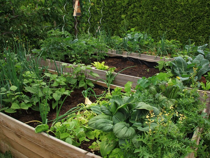 Machst du diese Fehler in deinem Hochbeet? Hochbeet im Garten.