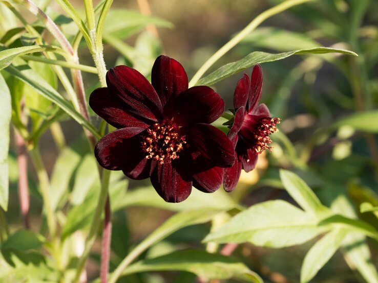 Besonders und duftend: So kann die Schokoladenblume auch in deinem Beet stehen. Aufnahme einer dunklen Schokoladenblume.