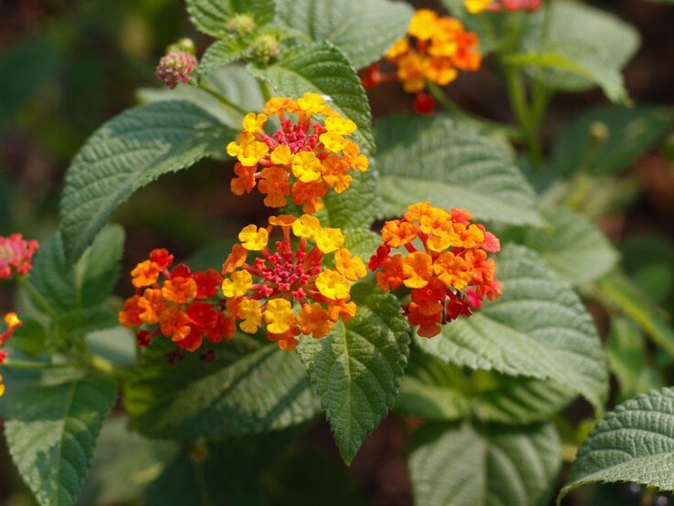 Leuchtend orange-gelbe Blüten der Wandelröschen-Pflanze blühen auf gezacktem Laub in sommerlichem Sonnenlicht.