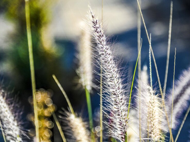 © IMAGO Lampenputzergras im Sonnenlicht. | © IMAGO