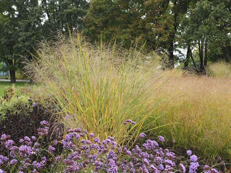 © IMAGO Rutenhirse im Garten | © IMAGO