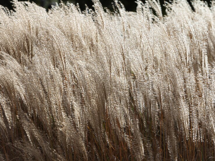 © IMAGO Chinaschilf, das im Garten wächst. | © IMAGO
