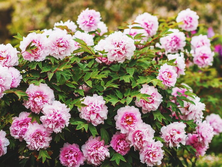 Pfingstrosen in der Sonne.