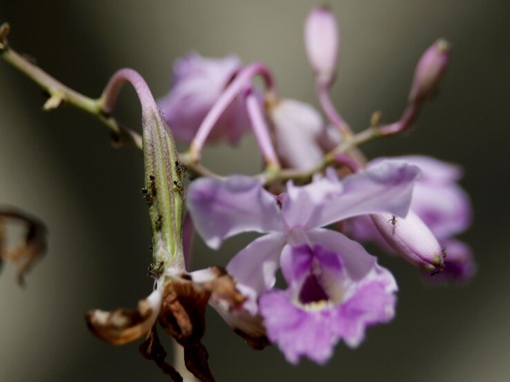 Ameisen auf Orchideen Zarte violett-weiße Orchideenblüte mit welken Blättern, auf deren Stängel mehrere kleine Ameisen krabbeln.
