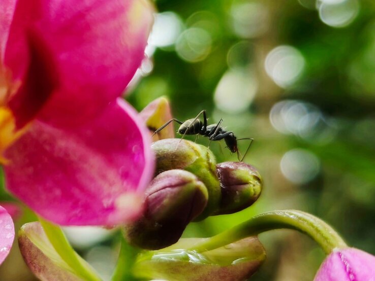 Ameise sitzt auf Orchidee | © Shutterstock/TharinduDilshan Eine schwarze Ameise krabbelt über eine grüne Orchideenknospe neben leuchtend pinker Blüte vor unscharfem Hintergrund. | © Shutterstock/TharinduDilshan