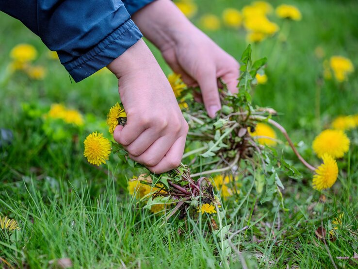 Löwenzahn entfernen Löwenzahn im Rasen
