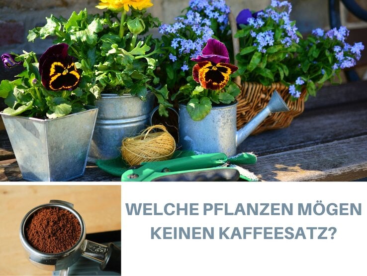 Bunte Sommerblumen in Terrakotta- und Holztöpfen blühen auf einem Holztisch vor grünem, unscharfem Gartenhintergrund.