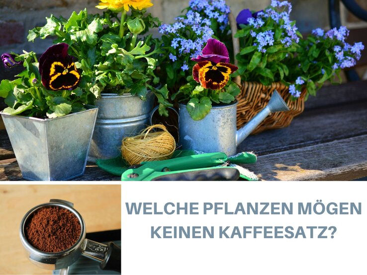 Pflanzen keinen Kaffeesatz Bunte Sommerblumen in Terrakotta- und Holztöpfen blühen auf einem Holztisch vor grünem, unscharfem Gartenhintergrund.