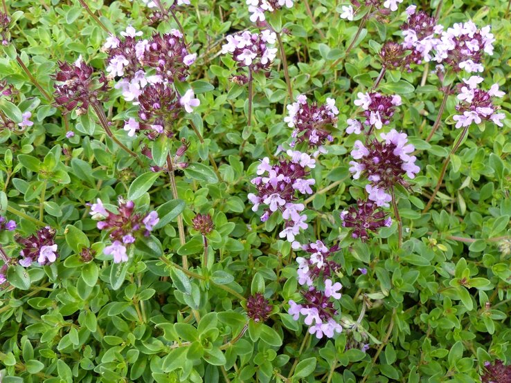 Quendel gegen Blattläuse | © Shutterstock/guentermanaus Wilder Thymian mit zahlreichen zartlila Blüten wächst dicht über grünem Laub auf sonnigem, natürlichem Boden. | © Shutterstock/guentermanaus