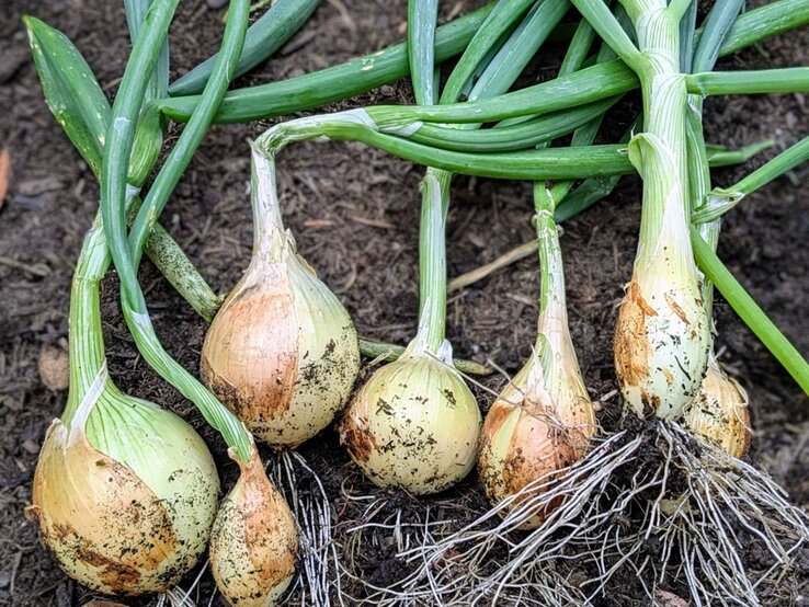 Knoblauch gegen Blattläuse | © Shutterstock/iiidms Frisch geerntete Knoblauchknollen mit langen grünen Stängeln und Erde an den Wurzeln liegen nebeneinander auf dunklem Boden. | © Shutterstock/iiidms