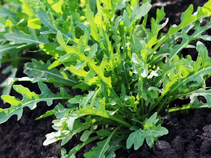 Rucola gegen Blattläuse | © Shutterstock/vaivirga Frisch gewachsene Rucolapflanze mit gezackten, grünen Blättern wächst dicht über dunkler, lockerer Gartenerde. | © Shutterstock/vaivirga