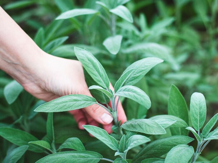 Salbei gegen Blattläuse | © Shutterstock/Nadya So Eine Hand greift vorsichtig nach einem Zweig frischen Salbeis mit samtigen, länglichen Blättern in sattem Grün. | © Shutterstock/Nadya So
