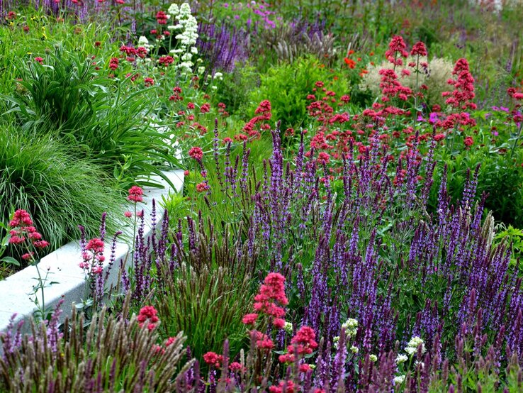 Üppig blühender Staudengarten mit Lavendel, roten Spornblumen und weißem Schleierkraut entlang einer niedrigen Mauer.