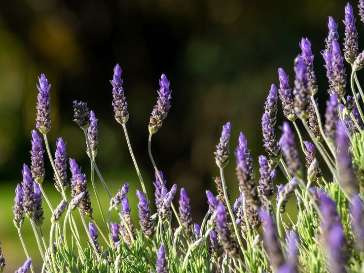 Lavendel gegen Blattläuse | © Shutterstock/Galumphing Galah Sonnig beleuchtete Lavendelblüten mit schlanken Stängeln und violetten Blütenständen vor dunklem, unscharfem Hintergrund. | © Shutterstock/Galumphing Galah