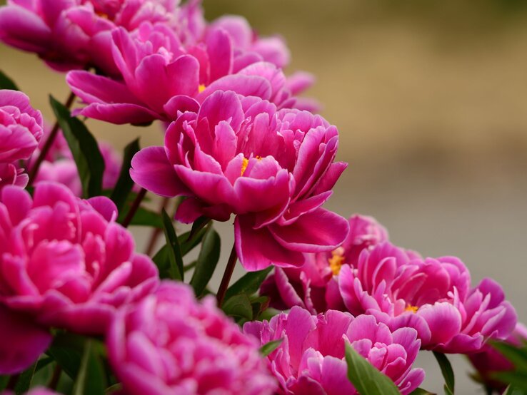 Pfingstrosen schneiden Leuchtend pinke Pfingstrosen in voller Blüte mit zarten Blütenblättern und grünem Laub vor unscharfem Hintergrund.