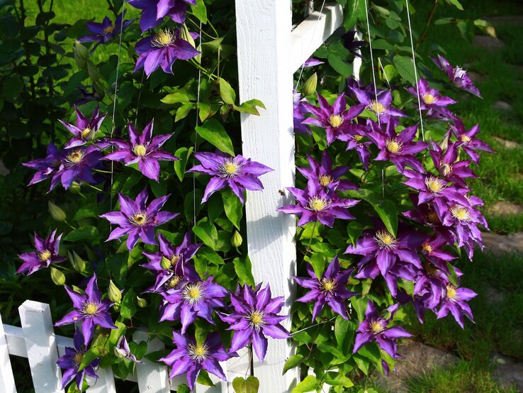 Üppige lila Clematisblüten ranken sich leuchtend an einem weißen Holzzaun entlang, im Hintergrund sattes Grün.