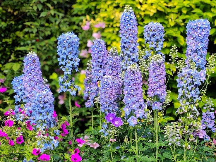 Hohe, dicht stehende Rittersporn-Dolden in Blau und Violett blühen prachtvoll neben pinkfarbenem Storchschnabel im Sommergarten.