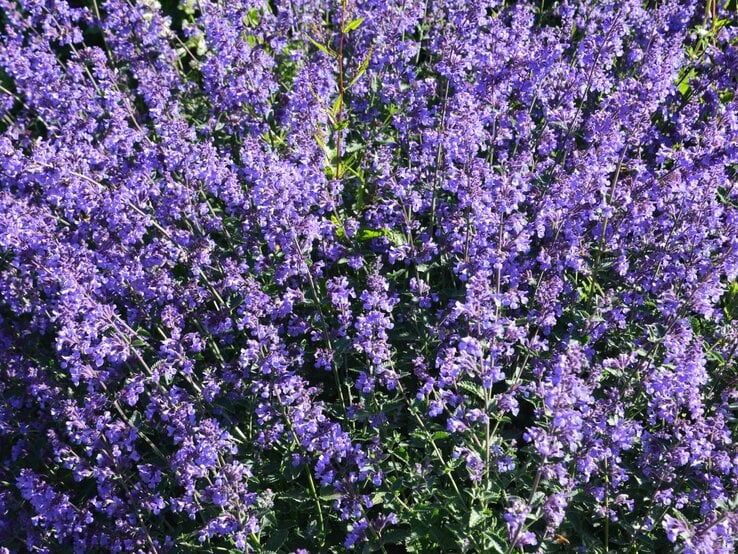 Katzenminze | © Shutterstock/Kasia Kubacha Dicht stehende, blühende Lavendelbüsche mit leuchtend violetten Blüten vor sattem grünen Blattwerk in der Sommersonne. | © Shutterstock/Kasia Kubacha