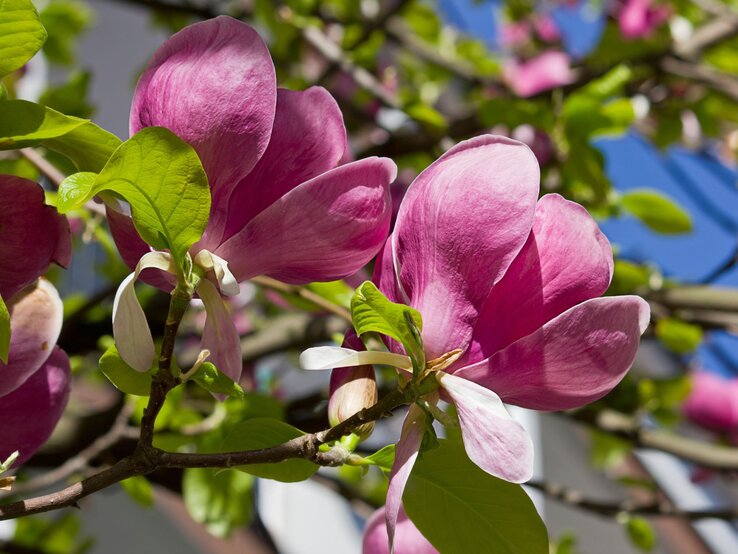 Magnolie | © Shutterstock/Tillottama Große, rosaviolette Magnolienblüten leuchten in der Sonne vor grünem Laub und tiefblauem Frühlingshimmel. | © Shutterstock/Tillottama