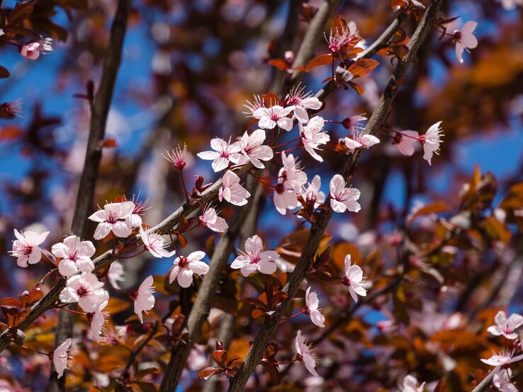Blutpflaume | © Shutterstock/Marinodenisenko Zarte rosa Blüten der Blutpflaume leuchten an dunklen Ästen vor rotbraunem Laub und strahlend blauem Himmel. | © Shutterstock/Marinodenisenko