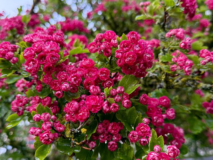 Rotdorn | © Shutterstock/KristineRiba Dicht stehende, rosarote Blütenbüschel des Rotdorns leuchten zwischen glänzenden, gezackten Blättern im frischen Frühlingslicht. | © Shutterstock/KristineRiba