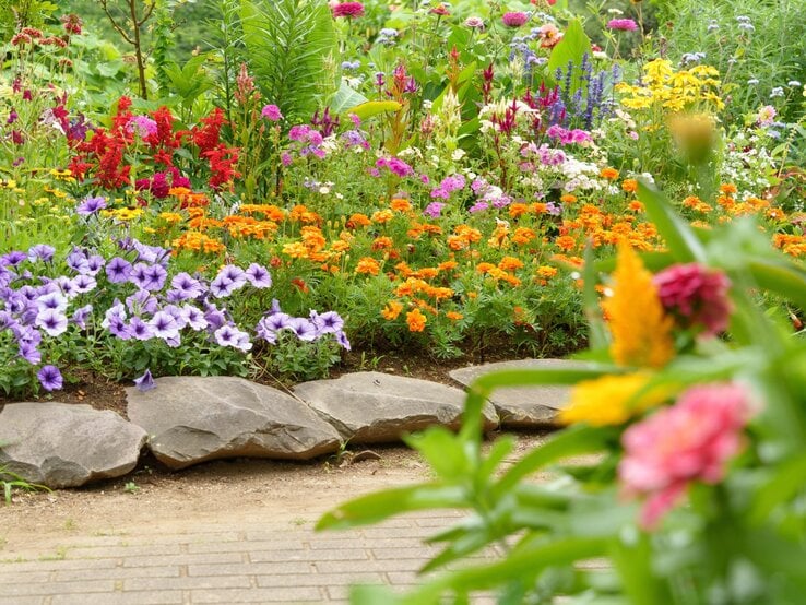 Üppiges Blumenbeet mit violetten, orangen und roten Blüten vor großen Steinen und grünem Sommerhintergrund.