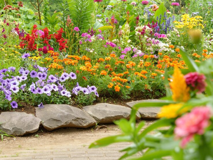 Üppiges Blumenbeet mit violetten, orangen und roten Blüten vor großen Steinen und grünem Sommerhintergrund.