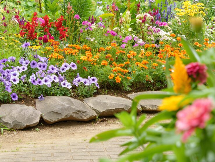Üppiges Blumenbeet mit violetten, orangen und roten Blüten vor großen Steinen und grünem Sommerhintergrund.