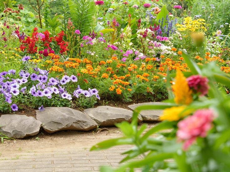Üppiges Blumenbeet mit violetten, orangen und roten Blüten vor großen Steinen und grünem Sommerhintergrund.