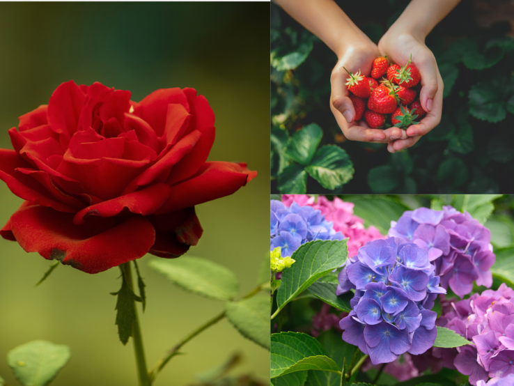 Mulch herstellen Rote Rose im Vordergrund, Kinderhände mit Erdbeeren oben rechts, unten links blühen violette und rosa Hortensien im Garten.