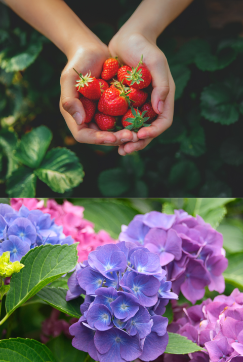 Rote Rose im Vordergrund, Kinderhände mit Erdbeeren oben rechts, unten links blühen violette und rosa Hortensien im Garten.