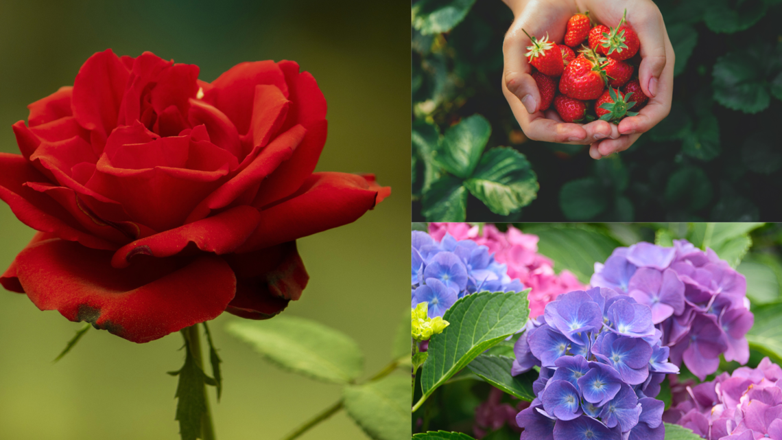 Rote Rose im Vordergrund, Kinderhände mit Erdbeeren oben rechts, unten links blühen violette und rosa Hortensien im Garten.