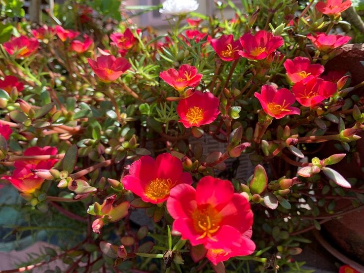 Portulak-Röschen | © Shutterstock/Rukman Limbu Leuchtend rote Portulak-Röschen mit gelber Mitte blühen dicht an dicht in einem sonnenbeschienenen Blumentopf. | © Shutterstock/Rukman Limbu