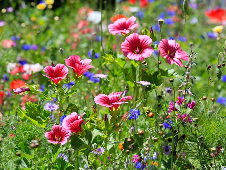 Leuchtend pinke Malvenblüten ragen aus einer bunten Sommerwiese mit Kornblumen, Gräsern und Wildblumen empor.