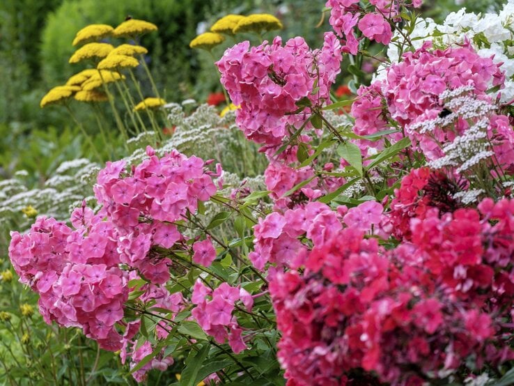 Üppige Stauden mit rosa, roten und weißen Phloxblüten blühen vor gelben Schafgarben in einem sommerlichen Garten.