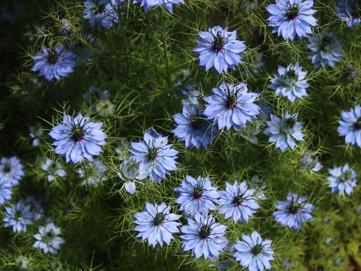 Zahlreiche filigrane Jungfer-im-Grünen-Blüten in zartem Blau leuchten zwischen feinen, hellgrünen Blättern im Sonnenlicht. | © Adobe Stock / Martina